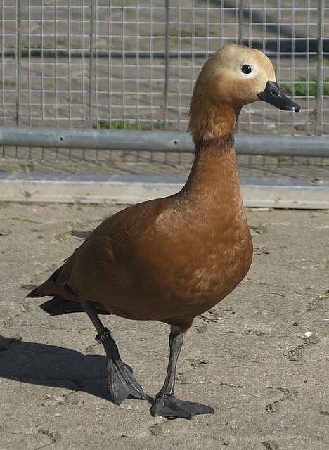场比赛中缺