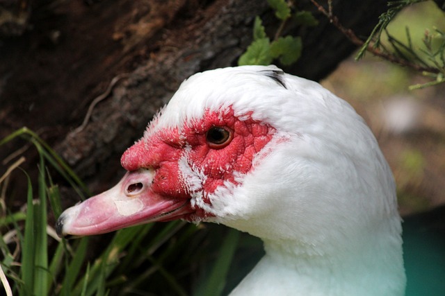 了积极的进 了积极的进